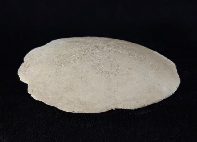 Scutella faujasi (DEFRANCE 1827) - Bild © FossNet FossilienStore